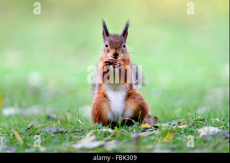 Eichhörnchen (Sciurus Vulgaris) sitzen auf Hanken mit Haselnuss in Mund, auf der Wiese im Garten, im Newlands-Tal in der Nähe von Keswic Stockfoto