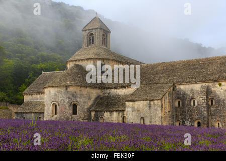 Die romanische Zisterzienser Abtei Notre-Dame von Senanque inmitten von blühenden Lavendel-Felder, in der Nähe von Gordes, Provence, Frankreich Stockfoto