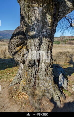 Ehrwürdige Birke mit interessanten Trung in Plana Berg, Bulgarien Stockfoto