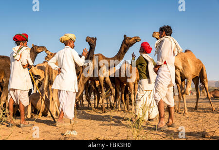 Kamel Händler besprechen sich während der jährliche Pushkar Camel Fair, Rajasthan Indien Stockfoto