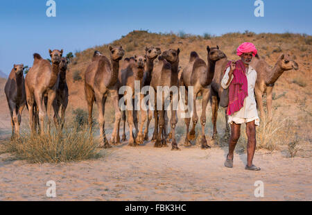 Kamel-Treiber mit seinen Kamelen auf dem Weg nach Pushkar Mela, Pushkar Camel Fair, Rajasthan, Indien Stockfoto