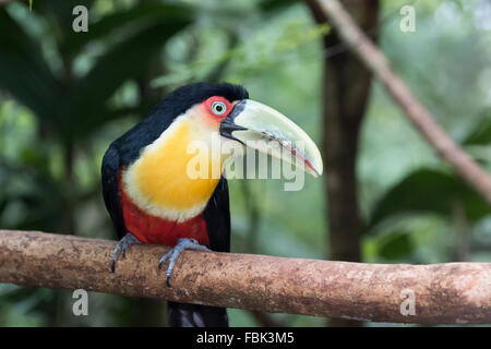Grün-billed Tukan (Ramphastos Dicolorus) horizontal, Parque Das Aves, Foz do Iguaçu, Brasilien Stockfoto