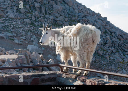 Bergziege stehen stolz, hoch in den Rocky mountains Stockfoto