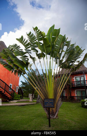 Baum der Reisenden oder Reisende Palm, Ravenala madagascariensis Stockfoto