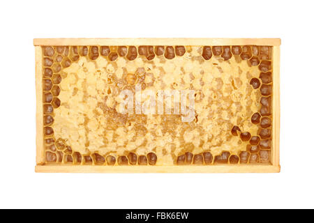 Honig in der Wabe isoliert auf weißem Hintergrund Stockfoto