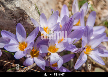 Viele lila Krokus Blüten im Frühjahr erste Frühlingsblumen: Violette Krokusse wachsen nach der Schneeschmelze Stockfoto