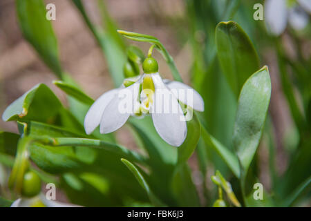 ersten Frühling Blumen, Schneeglöckchen im Garten, Sonnenlicht schön Schneeglöckchen im Frühjahr Stockfoto