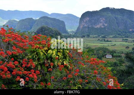 Tropische Kubanische Landschaft im Tabakanbau Region, aus der Sicht der ländlichen Vinales, mit blühenden Bäumen, grünen Ackerland und Kalkstein mogotes Stockfoto