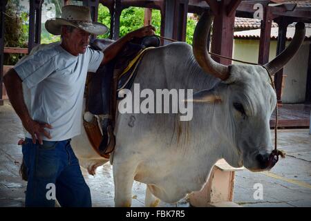 Vinales Landwirt mit seinem gesattelt weißen Stier schützt vor dem tropischen Regen, Pinar Del Rio Provinz, Kuba Stockfoto