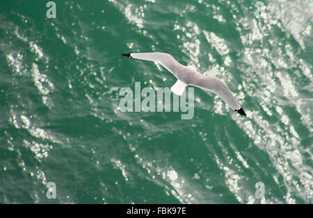 Möwe im Flug bei Kap St. Vincent, Sagres, Algarve, Portugal Stockfoto