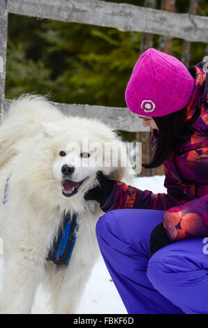 Mädchen streicheln ein Samojede Schlittenhund für Rodeln Wettbewerb genutzt Stockfoto