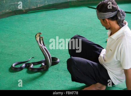 Schlange Handler führen während einer Schlange auf der Mae SA Schlangen Farm in Maerim, Chiang Mai. Stockfoto