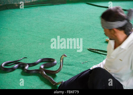 Schlange Handler führen während einer Schlange auf der Mae SA Schlangen Farm in Maerim, Chiang Mai. Stockfoto