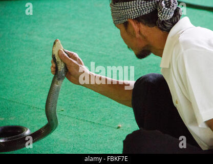 Schlange Handler führen während einer Schlange auf der Mae SA Schlangen Farm in Maerim, Chiang Mai. Stockfoto