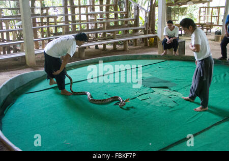 Schlange Handler führen während einer Schlange auf der Mae SA Schlangen Farm in Maerim, Chiang Mai. Stockfoto