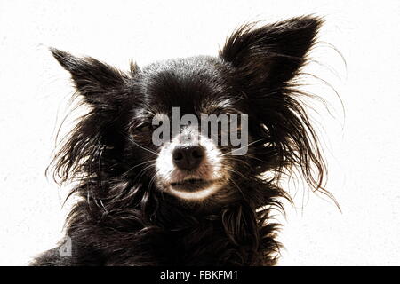 Der süßeste Hund der Welt Stockfoto