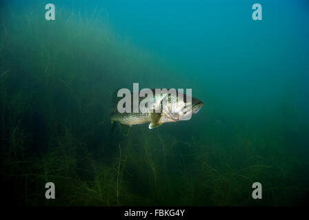 Grüner Largemouth Bass Stockfoto