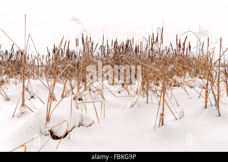 Typha Latifolia Trockenblumen, auch genannt Rohrkolben, im Schnee in der Nähe von gefrorenen Dnepr fallenden Schnee im Winter, Stockfoto
