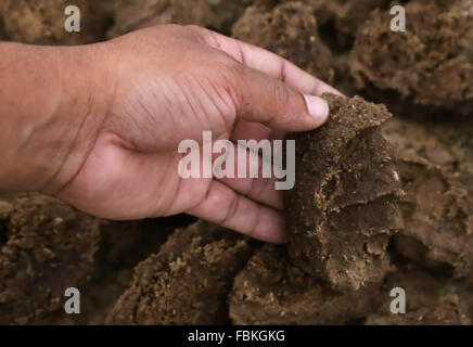 Hand mit Kuhdung als Bio-Kraftstoff Stockfoto