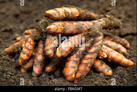 Neu geernteten Kurkuma auf Bauernhof Boden Stockfoto