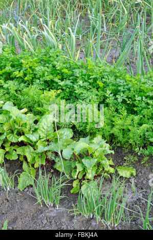 verschiedene Gemüse biologisch angebaut Stockfoto
