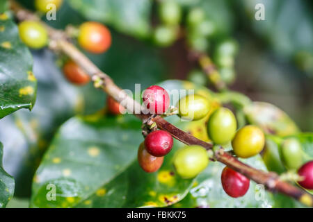 Rohe Kaffeebohnen im Werk aus Nicaragua Stockfoto