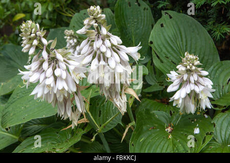 Hosta, Blüte, Pflanze für schattige Teile des Gartens Stockfoto