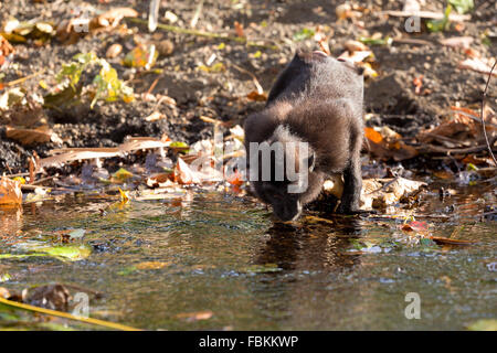 Celebes crested Macaque als schwarze Affen trinken aus kleinen Bach, Sulawesi, Indonesien Stockfoto