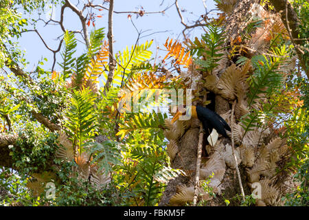 Genoppt Hornbill Aceros Cassidix gefüttert ummauerten Weibchen auf dem Nest auf einem Baumwipfel. Tangkoko Nationalpark, Sulawesi, Indonesien Stockfoto