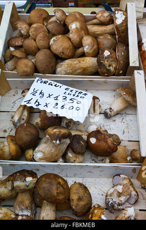 Schalen mit Steinpilzen zum Verkauf auf einem Stand auf dem Wochenmarkt, Siena, Toskana, Italien Stockfoto