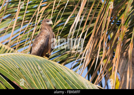 Gelb-billed Kite (Milvus Aegyptius), Erwachsene thront auf einer Palme, Taqah, Dhofar, Oman Stockfoto