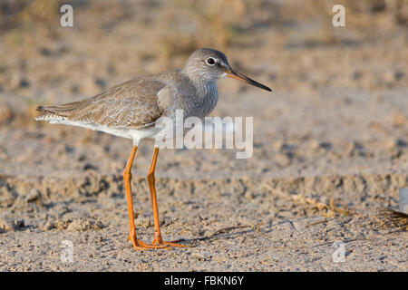 Rotschenkel (Tringa Totanus), stehend auf den Schlamm, Salalah, Dhofar, Oman Stockfoto