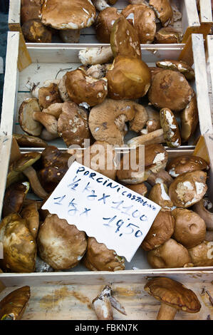 Schalen mit Steinpilzen zum Verkauf auf einem Stand auf dem Wochenmarkt, Siena, Toskana, Italien Stockfoto