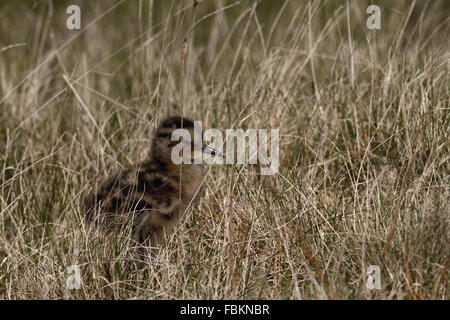 Eurasische Brachvogel (Numenius Arquata) Küken Stockfoto