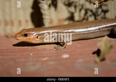 Fünf-gezeichnete Skink Eidechse erwärmt sich in sonniger Lage Stockfoto