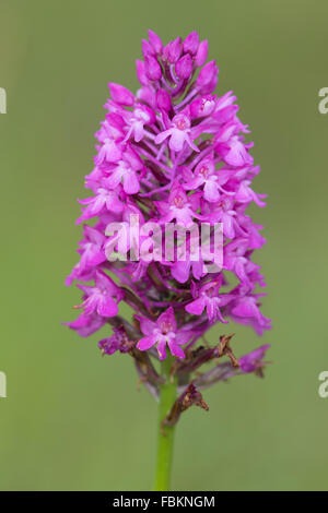 Pyramiden-Orchidee (Anacamptis Pyramidalis) Stockfoto