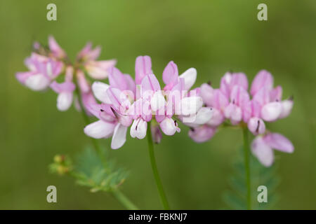 Crown Vetch (Securigera Varia) Stockfoto