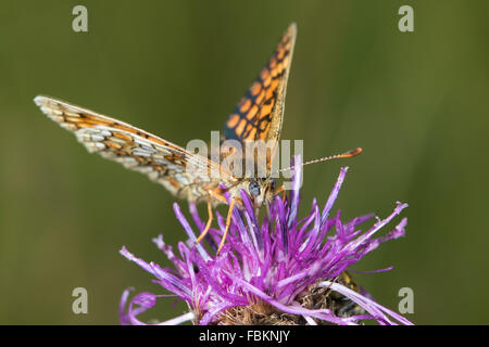 Heide Fritillary (Mellicta Athalia) Schmetterlinge ernähren sich von größeren Flockenblume (Centaurea Scabiosa) Blume Stockfoto