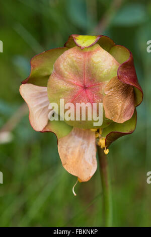 Fruchtkörper von einem lila Schlauchpflanze (Sarracenia Purpurea) Stockfoto