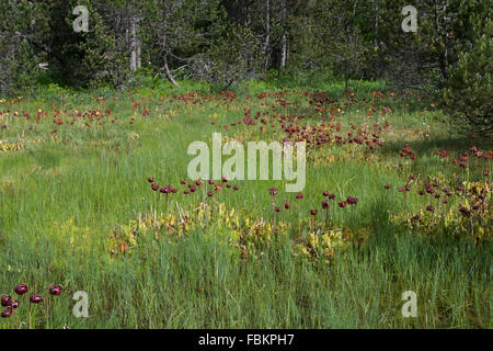 sumpfigen Lichtung in einem alpinen Wald dominiert von gebietsfremden lila Kannenpflanzen (Sarracenia Purpurea) Stockfoto