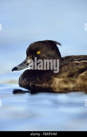 Reiherenten / Reiherente (Aythya Fuligula), Weiblich, Nahaufnahme, Kopf-Porträt, Wildtiere, Deutschland. Stockfoto