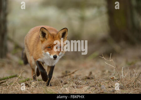 Europäischen Rotfuchs / Rotfuchs (Vulpes Vulpes) führt durch Nadelwälder in Richtung der Fotograf, niedrige Sicht. Stockfoto