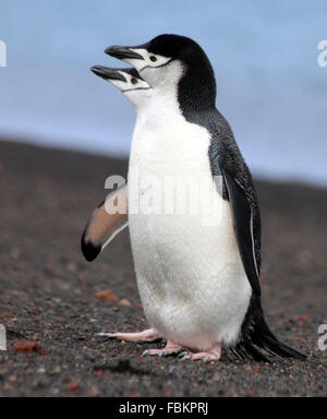 ein paar der Kinnriemen Pinguine auf Täuschung Insel Süd-Shetland-Antarktis Stockfoto