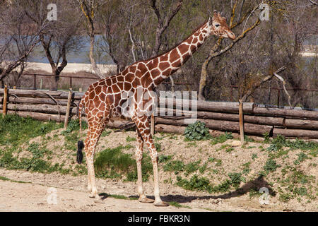 Somalische Giraffe (Giraffa Plancius Reticulata). Stockfoto