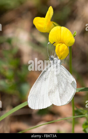 Holz weiß / kryptische Holz weiß (Leptidea Sinapis / L. Juvernica) Stockfoto