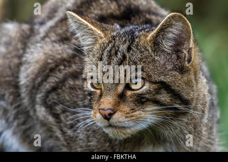 Schottische Wildkatze (Felis Silvestris Grampia) UK Stockfoto