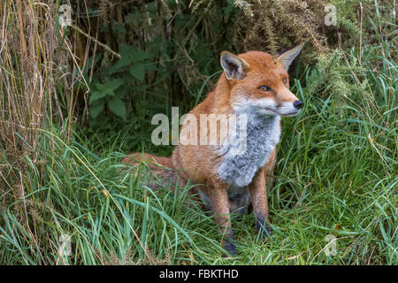 Fox (Canidae Vulpini) Berkshire UK sitzen Stockfoto