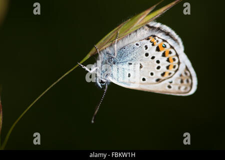 Idas blau (Plebejus Idas) ruht auf der Unterseite von einem Rasen-Stiel Stockfoto