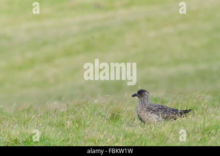 Great Skua auf den Klippen Stockfoto