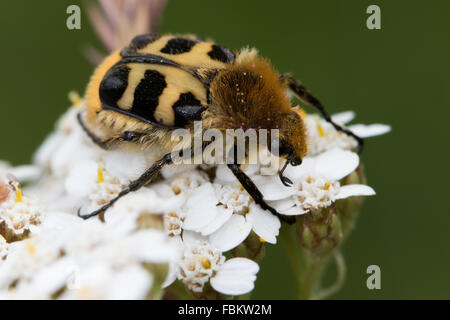Biene-Käfer (Trichius SP.) auf Blüten der Schafgarbe (Achillea Millefolium) Stockfoto